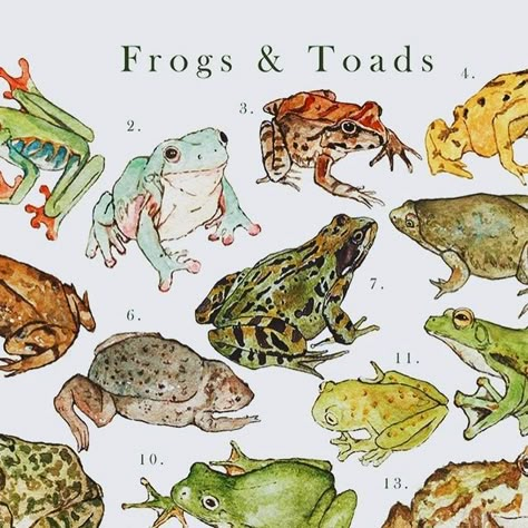 Jane Carkill Illustration on Instagram: "Frogs & Toads 🌱Posters and prints are listed now on my Etsy! Click the link in my bio to shop & browse witn worldwide shipping 💚🌿 • • • • • • • • • • • #cottagecore #instadaily #summertime #frogcore #instaart #instaillustration #illustration #painting  #art #nature #watercolourpaint #cottagecorestyle #sketching #gardening #farming #summer #frogs #cottagecorecommunity #homesteadinglife #watercolours #drawing #homesteading #toad #beatrixpotter #homesteadlife #cottagecoreart #art #illustrationartists #farmlife #frogmemes #frog" Cottagecore Inspiration, Nature Paint, Welcome September, Cottage Core Art, Fall Artwork, Frog Drawing, Shop Illustration, Frog Art, Frog And Toad