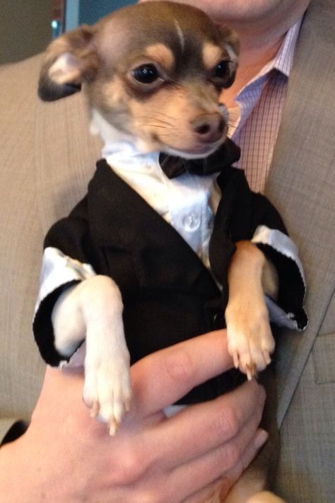 Our best little chihuahua buddy, dressed in a tuxedo for an Animal Humane Society Gala. Chihuahua Wedding Dress, Dog Quinceanera Dresses, Chihuahua Dressed Up, Quince Pictures With Dogs, Chihuahua Wedding, 2023vision Board, Dog In A Suit, Dog Groomsman, Mexican Chihuahua