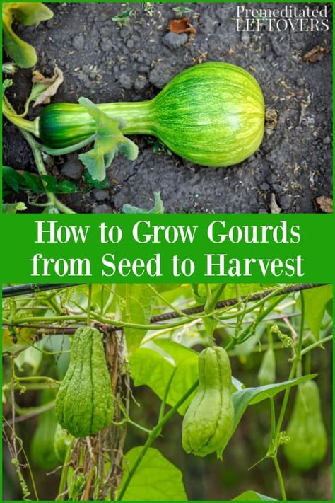 How to Grow Gourds Growing Birdhouse Gourds, Planting Gourds, Growing Gourds, Gourds Diy, Gourd Painting, Birdhouse Gourds, Gourd Birdhouses, Fall Gourds, Garden Business