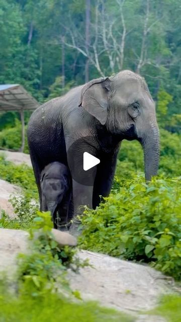 𝓢𝓾𝓽𝓱𝓪𝓽𝓽𝓪  𝓼𝓪𝓮𝓼𝓪𝓷 on Instagram: "Hello Tang mo🤗💜🐘🌿 @chailaiorchid" Baby Elephant Video, Elephant Videos, Baby Elephants Playing, Elephant Gif, Mother And Baby Animals, Elephants Playing, Elephants Photos, Elephant Sanctuary, Baby Elephants