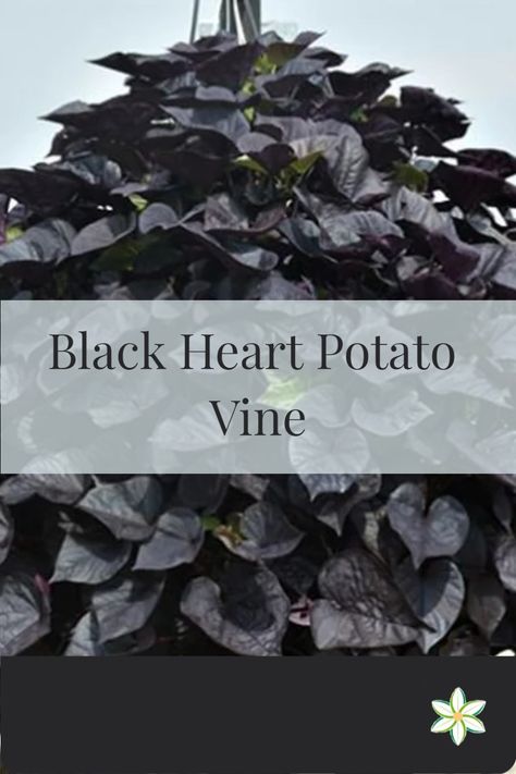 The Black Heart Sweet Potato Vine (Ipomoea batatas ‘Black Heart’) is a cultivar of the sweet potato vine that is prized for its ornamental value in landscaping and gardening. 🖤 Black Sweet Potato Vine, Ipomoea Batatas, Cottage Yard, Red Sweet Potato, Sweet Potato Vines, Door Planters, Plant Parenthood, Bucket Garden, Black Plants