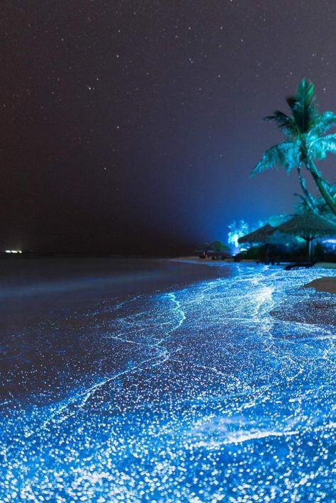 Glowing Ocean Water, Glowing Rocks On Beach, Cyan Blue Aesthetic, Glowing Algae, Bioluminescence Beach, Bioluminescence Aesthetic, Glowing Ocean, Glowing Water, Night Ocean