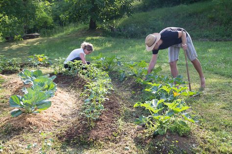 Making connections and working with, rather than against nature, is one of the guiding principles of permaculture design. Learn to grow, sustainably. Permaculture Design Course, Keyhole Garden, Permaculture Garden, Lasagna Gardening, Permaculture Principles, Dig Gardens, Permaculture Gardening, Permaculture Design, Seed Catalogs