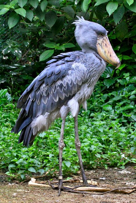 Nature, Stork Drawing, Stork Tattoo, Stork Art, Shoebill Bird, Beak Mask, Shoebill Stork, Dinosaur Facts, Tattoo Animal