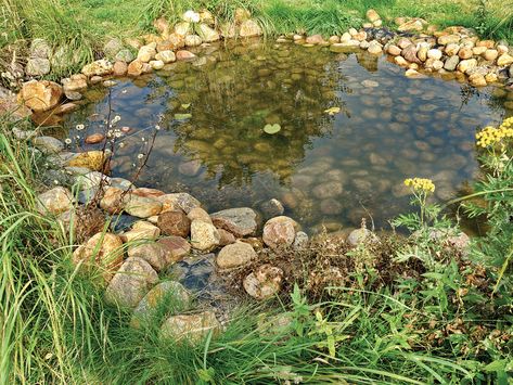 Permaculture, Diy Frog Pond, Build A Frog, Diy Frog, Frog Habitat, Frog Pond, Goldfish Pond, Habitat Garden, Garden Frogs