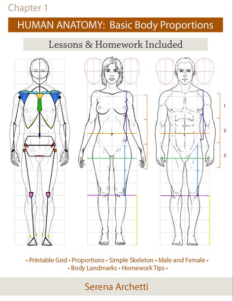 Body Proportion Drawing, Human Body Proportions, Human Anatomy Female, Drawing Body Proportions, Drawing The Human Head, Head Anatomy, Life Drawing Reference, Skeleton Drawings, Character Artist