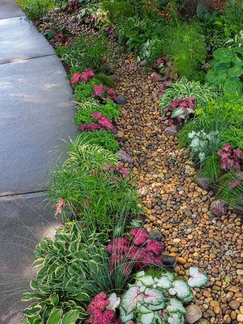 Rain Garden - Proven Beauty Garden Inspiration Front Yard, Rain Garden Front Yard, Dry Creekbed Garden, Rock Rain Garden, Rain Scaping, Garden Hill Ideas, Rainscaping Ideas, Rain Garden Diy, Rain Garden Ideas