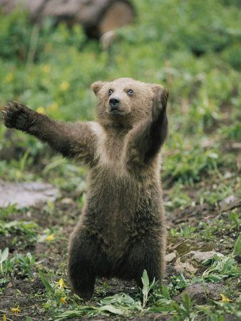 Bear Standing, Grizzly Bear, Baby Bear, Brown Bear, Bears, Art