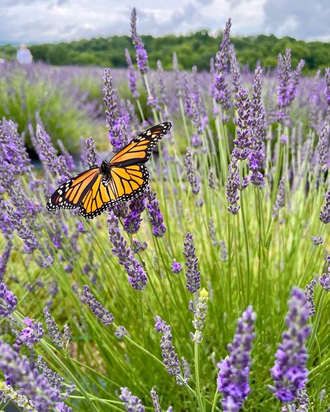 One of my favorite pics from this summer! I loved going to Lavender Fest in New Park, PA 🌾💜 #lavender #butterfly #nature #earth #monarch #lavenderfield #plants #flowers #aesthetic #colorful #purple Butterfly On Lavender, Royal Flowers, Lavender Bush, Taurus Season, Lavender Butterfly, Butterfly Nature, Celtic Goddess, Flowers Aesthetic, Lavender Fields