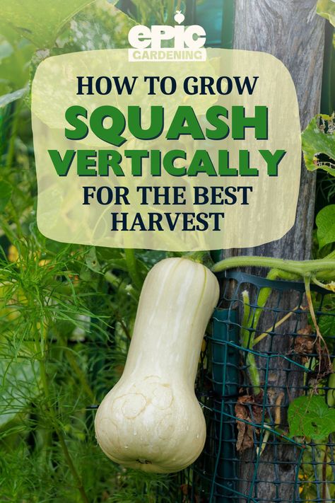 Squash hanging down vertically from a metal fence Filling Raised Garden Beds, Grow Squash Vertically, How To Grow Squash, Growing Butternut Squash, Small Space Gardening Ideas, Squash Growing, Grow Squash, Tower Gardening, Cold Weather Plants