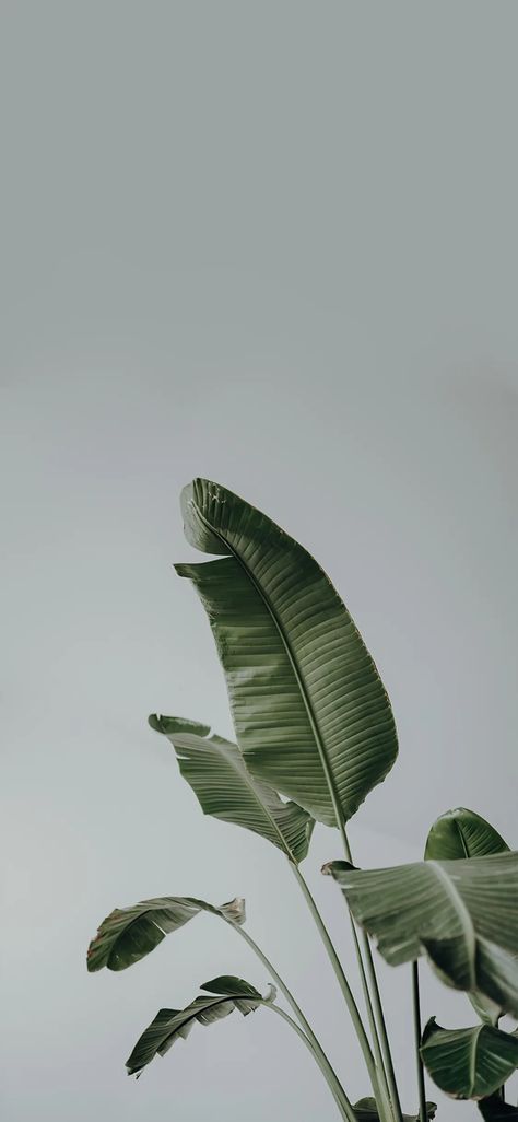 Background Aesthetic Homescreen, Indoor Plant Wallpaper, Soft Wallpaper Aesthetic Pastel Green, Business Aesthetic Wallpaper, Monstera Plant Wallpaper, Plant Wallpaper Iphone, Iphone Design Ideas, Iphone Aesthetic Layout, Iphone Wallpaper Plants