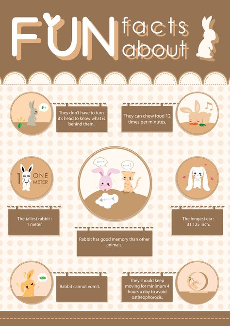 Infographic : FUN Facts About Rabbit ^^ Rabbit Infographic, Bunny Information, Facts About Bunnies, Types Of Bunnies, America Revolution, Facts About Rabbits, Rabbit Cafe, Bunny Care Tips, Rabbit Facts