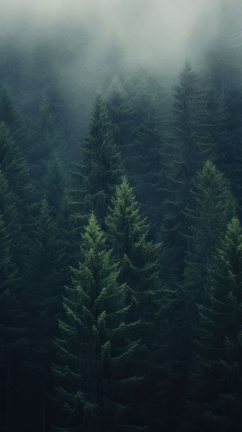 Deep pine forest outdoors woodland nature. | premium image by rawpixel.com Iphone Wallpaper Forest, Mountain Iphone Wallpaper, Sky Iphone Wallpaper, Iphone Wallpaper Dark, Sky Iphone, Pine Trees Forest, Wallpaper Sky, Iphone Wallpaper Sky, Dark Green Background