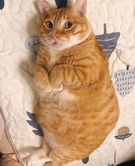 Kitty Corner, Funny Looking Cats, Söt Katt, Silly Cats Pictures, Orange Cats, Silly Animals, Cat Aesthetic, Funny Cat Pictures