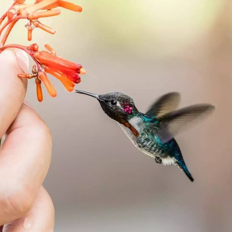 The Bee Hummingbird Is The Smallest, Cutest, Bird In The World Bee Hummingbird, Hummingbird Tattoo, Tiny Bird, Tattoo Project, All Birds, The Bee, Cute Birds, Small Birds, Small Plants