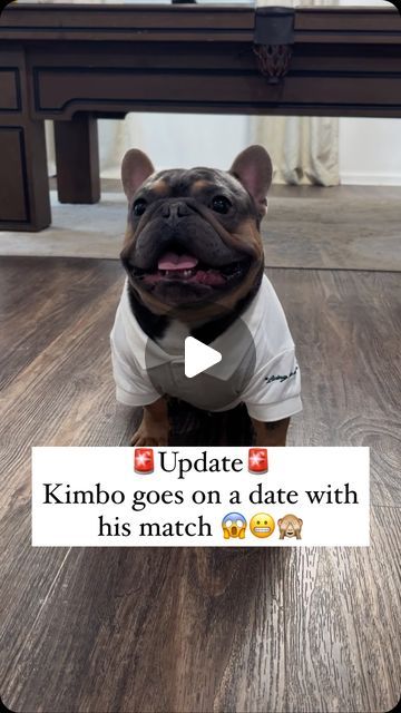 Frenchie G.O.A.T. on Instagram: "The update everyone has been waiting for 😂❤️ Thank you to my friends over at @lifeofleisureclub for getting me right for my date 😜❤️#thefrenchiegoat #frenchie #frenchbulldog #dogs #dogsofinstagram #pets #petsofinstagram #animals #love #single #dating #puppylove #whitechicks #terrycrews" Funny French Bulldogs, Baby French Bulldog, Cute Bulldog Puppies, Frenchie Dog, French Bulldog Funny, Animals Love, Terry Crews, Frenchie Lovers, Bulldog Funny