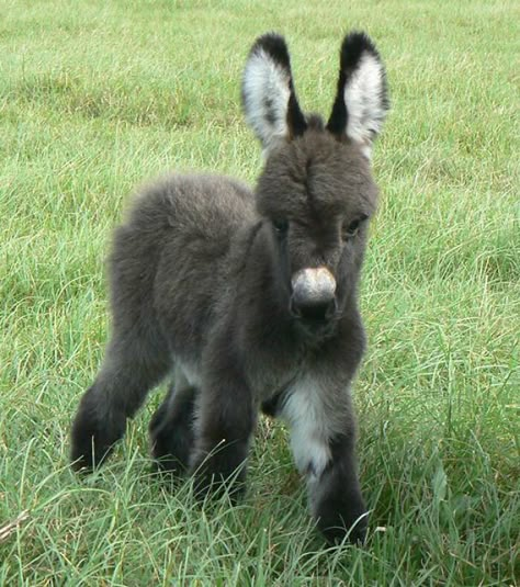 Mini Baby Donkey, Extra Floof Baby Donkey, Black And White, Green, White, Black