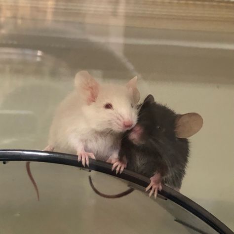 Pet mice Rat Besties, Silly Rat, Pet Mice Aesthetic, Mice Cute, Pet Mouse Aesthetic, Mice Aesthetic, Rat Cute, Mice Pet, White Rat