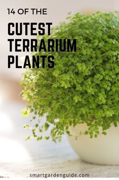 Terrarium Care, Best Terrarium Plants, Closed Terrarium Plants, Indoor Gardening Supplies, Closed Terrarium, Small Terrarium, Beautiful Terrariums, Mini Terrarium, Smart Garden