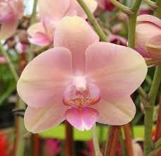 Image result for phalaenopsis orchid Phalaenopsis Orchid Care, Heaven Wallpaper, Plant Store, Nursery Garden, Wake Forest Nc, Growing Orchids, Forest Garden, Wake Forest, Unusual Plants