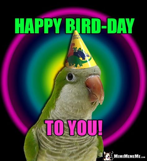 Parrot Wearing Party Hat: Happy Bird-Day to You! Happy Birthday Bird, Happy Birthday Birds, Belated Birthday Greetings, Funny Birthday Jokes, Bird Meme, Quaker Parrot, Happy Bird Day, Birthday Jokes, Birthday Memes