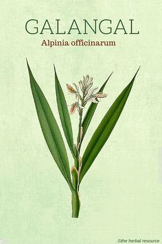 Galangal (Alpinia officinarum) - Health Benefits and Side Effects Galangal Root, Healing Recipes, Herbal Plants, Healing Plants, Illustration Botanique, Natural Antibiotics, Herbal Healing, Types Of Tea, Healing Herbs