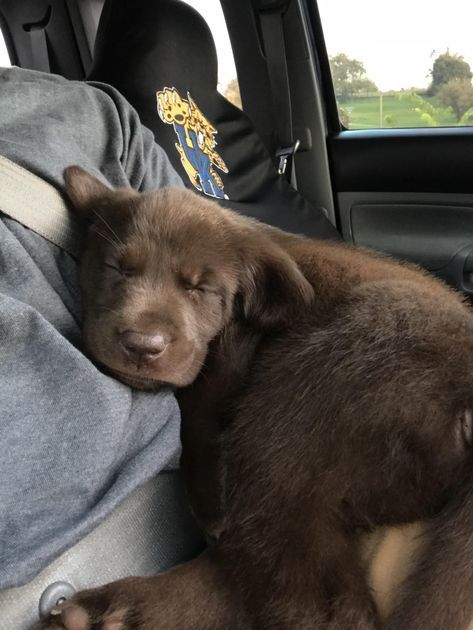 Chocolate Lab Puppies, Lab Puppies, Chocolate Lab, Fluffy Animals, Cute Dogs And Puppies, A Puppy, Cute Creatures, Baby Dogs