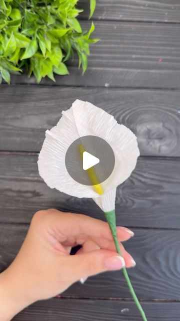 Crepe Paper Calla Lily, How To Make Flowers From Crepe Paper, Paper Calla Lilies Diy, How To Make Vines Out Of Paper, How To Make Crepe Paper Flowers, Crepe Paper Lily, Flower Crepe Paper, Rory Birthday, Paper Lilies