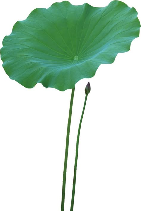 Lotus Top View, Lotus Leaf, Lotus Leaf Illustration, Green Lotus Flower, Lotus Botanical Illustration, Lotus Flower From Above, Lotus Flower Pictures, Flower Art Images, Water Lilies