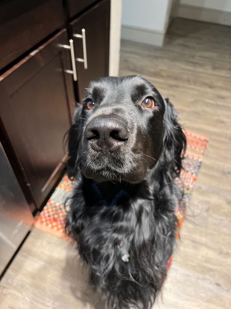 Long Haired Labrador, Black Golden Retriever, Black Lab Mix, Irish Setter Dogs, Pomeranian Mix, Labrador Mix, Golden Retriever Mix, Martin Short, Working Dog