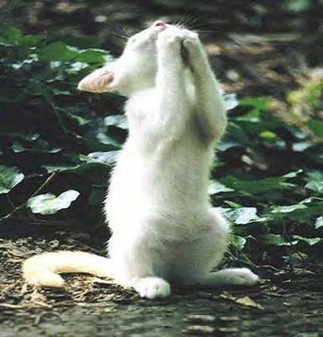 These Praying Animals Prove Not Only Humans Talk To God Witch Room, White Cats, Dear God, Animal Pictures, Chihuahua, Cats And Kittens, Cute Pictures, Funny Cats, Feline