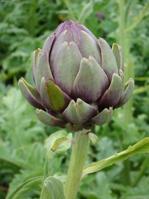 France Cheverny Castle Garden - 2011 Artichoke Flower, Vegetables Photography, Illustration Botanique, Fruit Photography, Food Painting, Airbrush Art, Botanical Flowers, Food Illustrations, Color Of Life