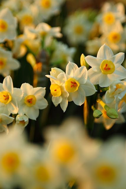 ✽Delightful✾ on Tumblr Flower Picture Frames, Purple Flowers Wallpaper, Narcissus Flower, Daffodil Bulbs, Good Morning Beautiful Images, Flower Guide, Flower Farmer, Flower Iphone Wallpaper, Flower Background Wallpaper