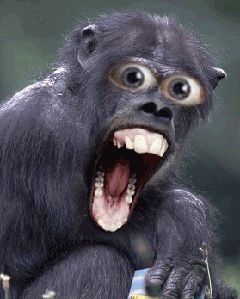 WHAT??!!  IT’S ALREADY MORNING??!! Monkey Gif, Animated Emojis, Emoticon Faces, Animated Emoticons, Animal Humour, Funny Caricatures, Pet Monkey, Monkeys Funny, Funny Emoji