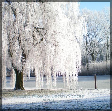 Winter Willow Tree Attic Photoshoot, Gnarly Tree, Weeping Trees, Willow Trees, Weeping Willow Tree, Tree Winter, Weeping Willow, Garden Aesthetic, Reference Pictures