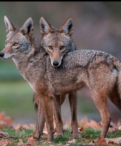 Aggressive coyote problems increase with late winter mating season Coyote Aesthetic, Coyote Wallpaper, Coyote Animal, Poultry Feed, Egg Container, African Wild Dog, Animal Print Wallpaper, Pretty Animals, Late Winter