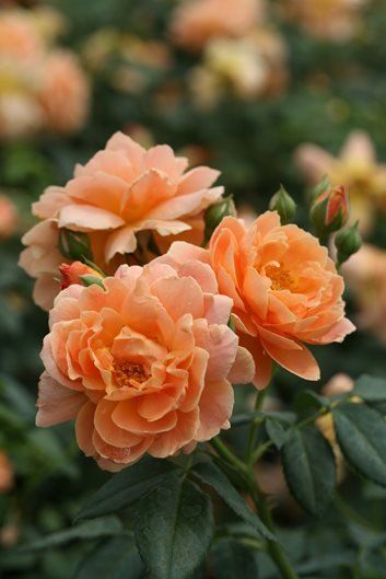 Landscaping With Roses, Ground Cover Roses, Floribunda Roses, Bush Plant, Rose Seeds, Shrub Roses, Growing Roses, Hybrid Tea Roses, Rose Bush