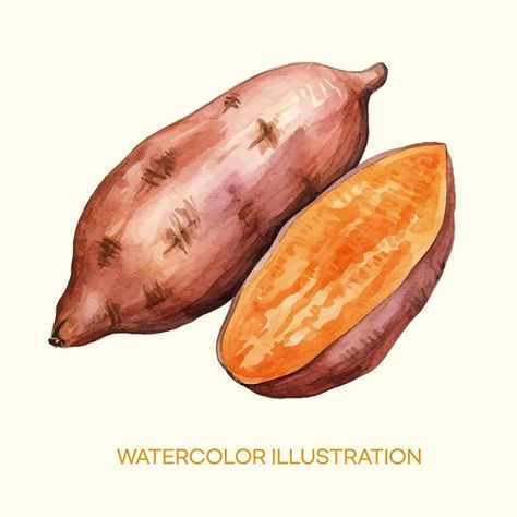 Watercolor illustration of sweet potato | Premium Vector #Freepik #vector #watercolor #watercolors #food-illustration #watercolor-illustration Traditional Values, Cardmaking And Papercraft, Vector Clipart, Fresh Produce, Painting Style, Watercolor Illustration, Nursery Wall Art, Sweet Potato, Whole Food Recipes