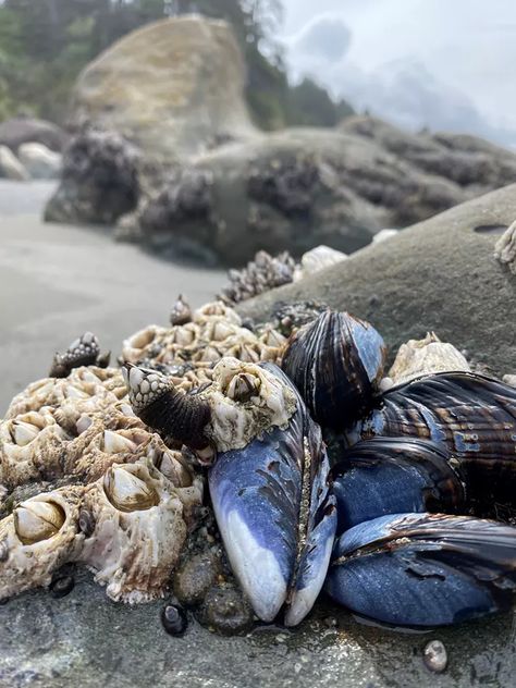 Gooseneck Barnacles, Sea Life Creatures, Blue Mussel, Fantasy Story Ideas, Splash Zone, Ghost Bride, Mussel Shell, Rock Pools, Olympic National Park