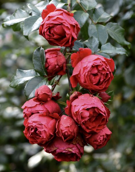 New Dawn Climbing Rose, Climbing Roses Trellis, Rose Garden Landscape, Rose Plant Care, Rose Trellis, Climbing Flowers, Garden Flower Beds, Climbing Rose, Garden Aesthetic