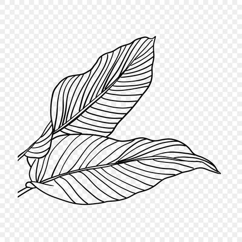 Drawing Leaf, Leaves Black And White, Leaf Vector, Tropical Art Print, Flower Png Images, Plant Icon, Drawing Png, Leaf Images, Line Art Drawing