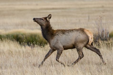 Female Elk, Cow Elk, Elk Pictures, Bull Elk, Interesting Animals, Oh Deer, Silly Animals, Large Animals, Animals Images