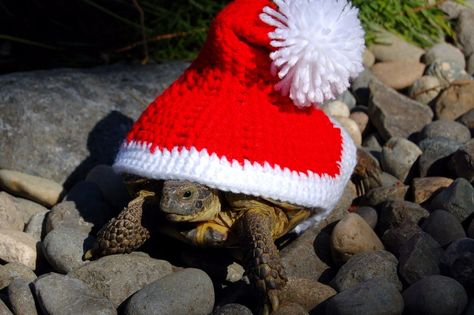 Unusual Outfits, Russian Tortoise, Tortoise Care, Baby Tortoise, Sulcata Tortoise, Galapagos Tortoise, Pet Turtle, Tortoise Turtle, Young Animal