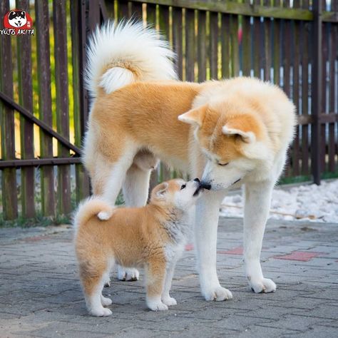 Akita Inu Dog, Akita Inu Puppy, Japanese Dog Breeds, Japanese Akita, Akita Puppies, Akita Inu, Japanese Dogs, Akita Dog, Shiba Inu Dog