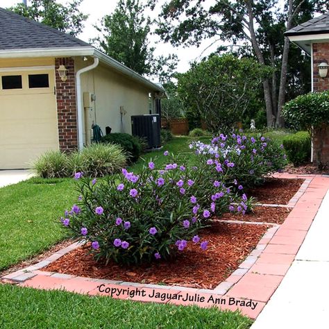 mexican petunia - they grow wild and propagate very quickly but very low maintenance and you can trim them back as they tend to grow at least 3 - 5 feet tall....great for curb appeal by the mailbox! or lined up along the driveway path as shown... etc.. Ruellia Plant, Mexican Petunias, Petunia Garden, Beach Landscaping, Mexican Petunia, Arizona Garden, Front Yard Flowers, Texas Landscaping, Landscape Planning