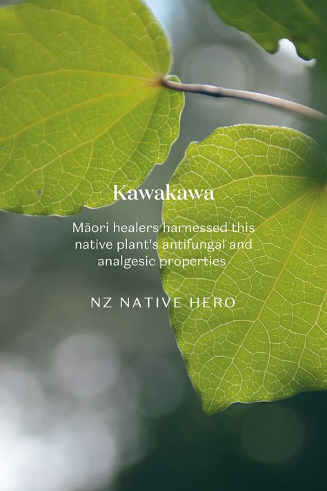 Ingredient Spotlight: Kawakawa 🌿 An extract from the heart-shaped leaves of this herbaceous native plant is a key ingredient in The Revitaliser SOS balm and The Rejuvenator face balm. This powerful plant’s extract helps calm and soothe the skin, especially if it’s inflamed. It helps to strengthen the skin while restoring hydration, leaving the skin nourished and restored. 📸 Captured at the heart of Tahi, New Zealand #TahiNZ Green Science, Face Balm, Skincare Collection, Botanical Skincare, Our Story, The Skin, Native Plants, The Collection, Plant Leaves