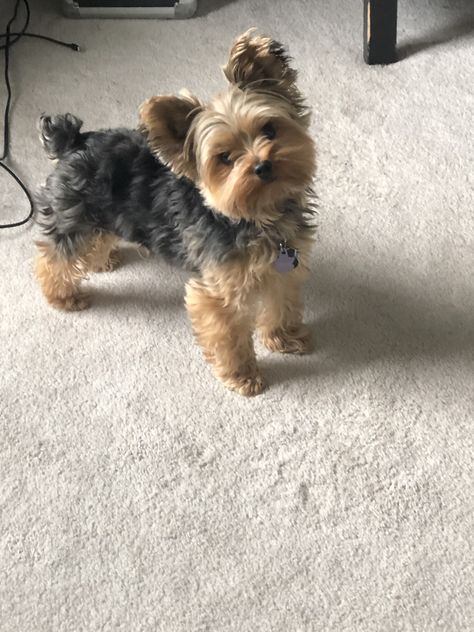 Baby Yorkies, Cute Yorkies, Yorkie Aesthetic, Yorkie Puppy Haircuts, Mini Yorkie, Cute Small Dogs, Teacup Yorkie Puppy, Dog Mommy, Yorkie Terrier