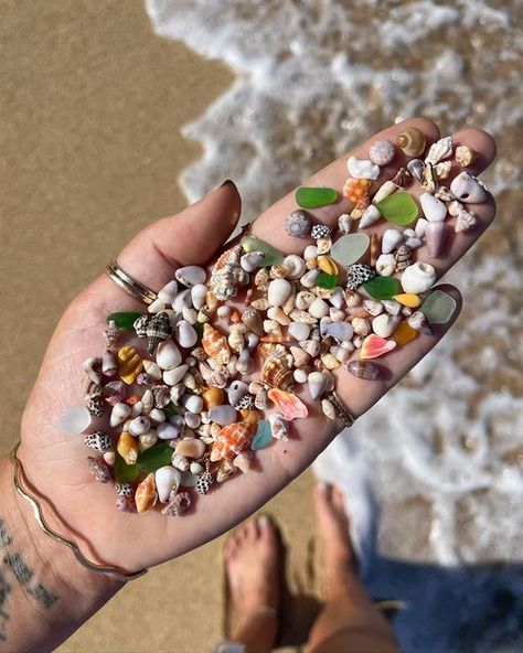 Kimmy Kai Hawaii 🐚🌊✨ on Instagram: "Tiny Tuesday 💛🐚🧡 One of the best days spent finding SO many beauties after a huge swell washed them all shore in rubble piles! Sunrise shell chips, THREE mini punctured miters, so many gyre tritons, beautiful sea glass colors, fringed cowries, mini morelets cones, THREE mini tritons, lavendar whelks, drupes, and so many others! Which is your fave?! 🐚 #shellyeah #tiny #mini #travel #adventure #explore #wanderlust #photooftheday #happy #ocean #fun #beau Sea Shell Aesthetic, Hawaii Shells, Tiny Pretty Things, Pretty Shells, Tiny Shells, Sunrise Shell, Sea Glass Colors, Beach Finds, Sea Glass Beach