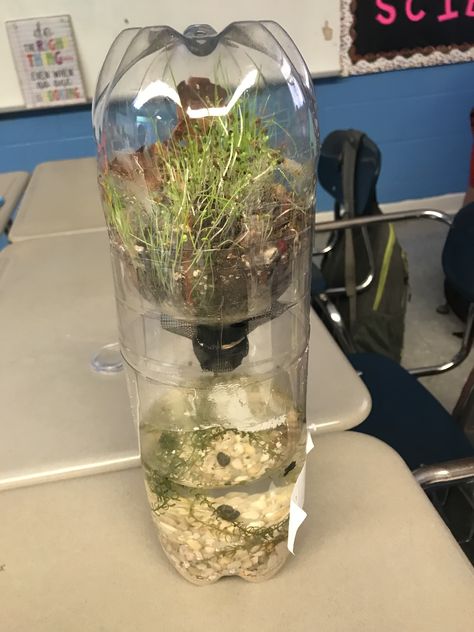 Ecosystem in a bottle. Biome In A Bottle, Plant Ecosystem, Bottle Ecosystem, Water Ecosystem In A Jar, Diy Ecosystem In A Jar, Plastic Bottle Ecosystem, Ecosystem In A Bottle, Bowl Aquarium, Bio Project