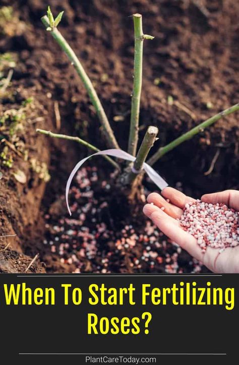 When To Start Fertilizing Roses? Rose Care For Beginners, When To Fertilize Roses, Rose Fertilizer Homemade, What To Plant With Roses, Roses Garden Ideas, Planting Rose Bushes, Roses Garden Care, Prune Roses, Rose Bush Care